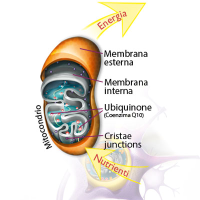 Mitocondrio