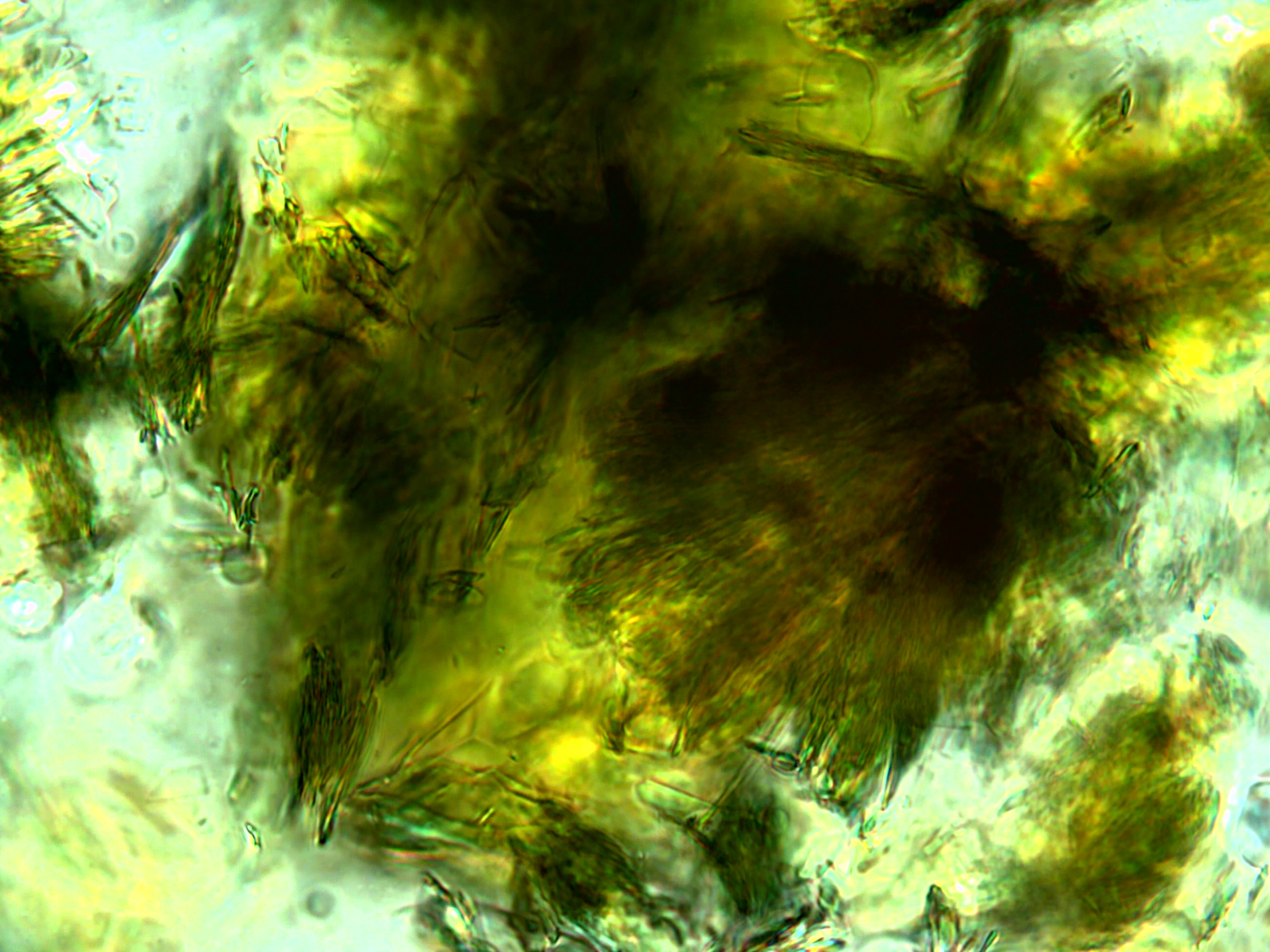 Microscope image US001 Microscope image