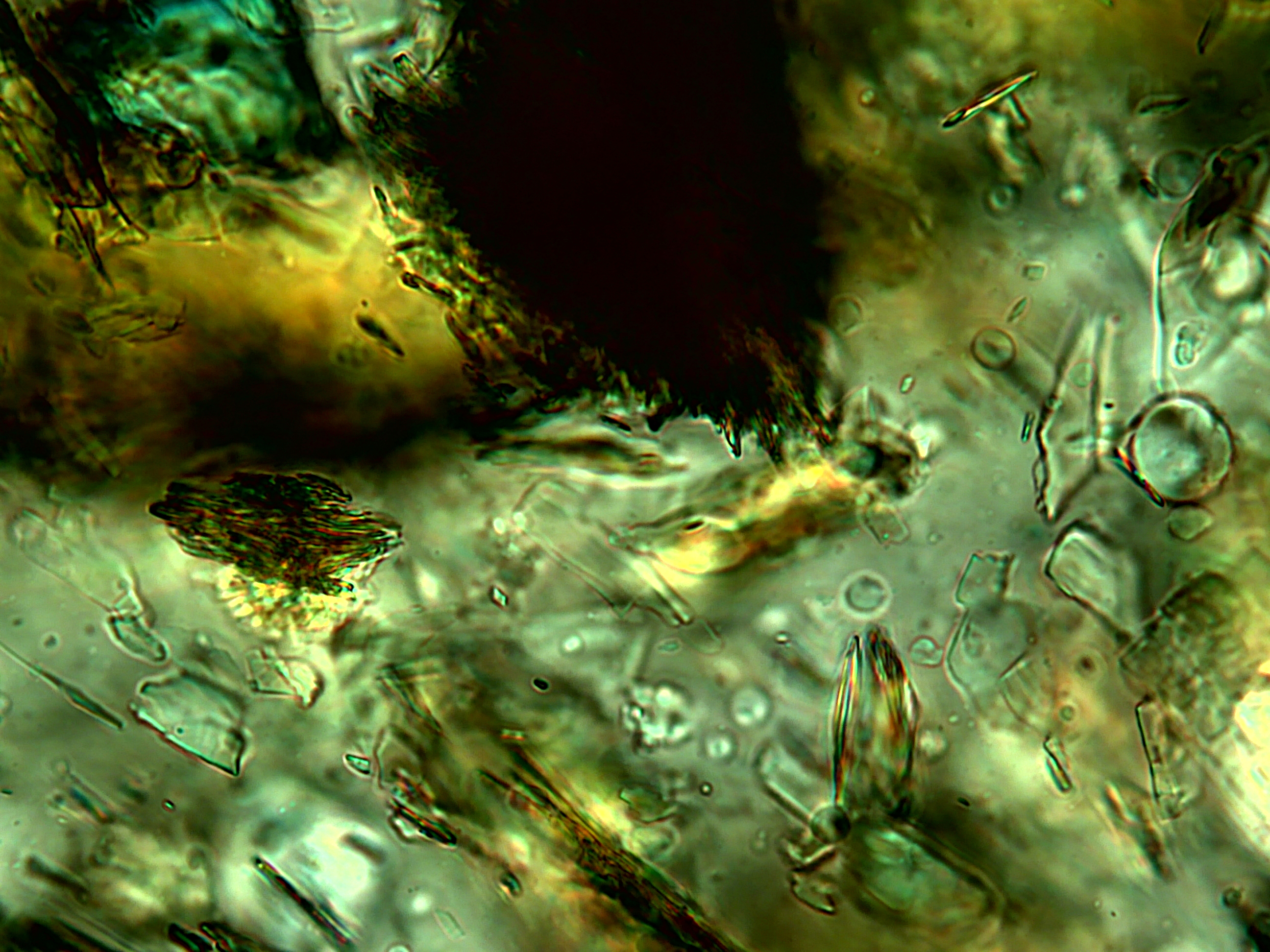 Microscope image US001 Microscope image