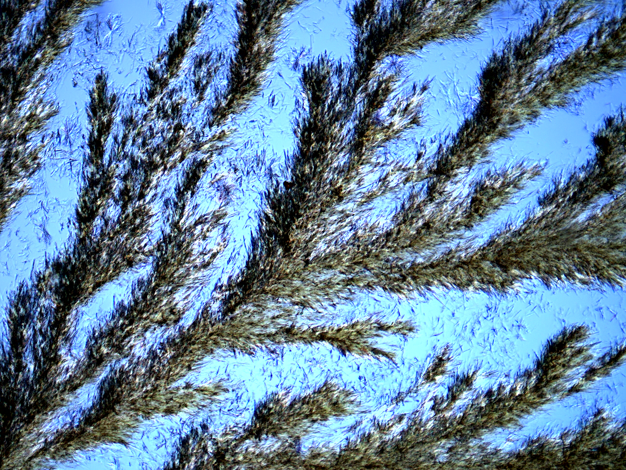 Microscope image Bio-quinone