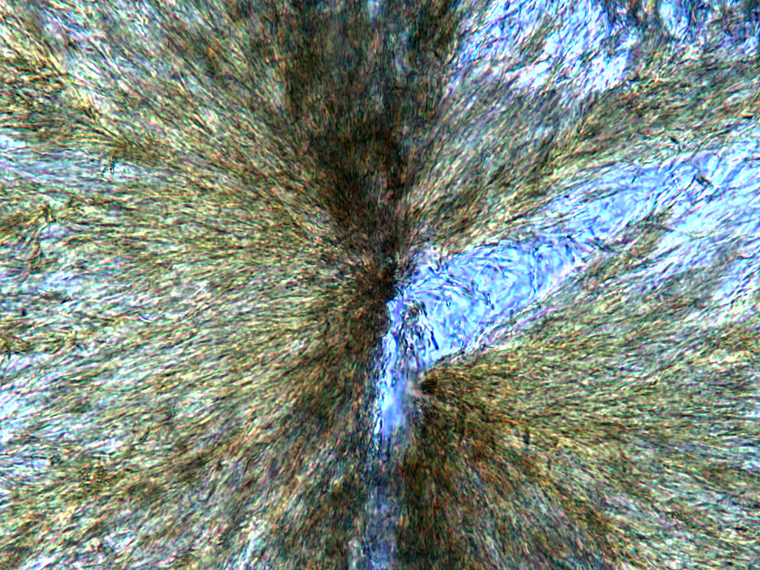 Microscope image Bio-quinone
