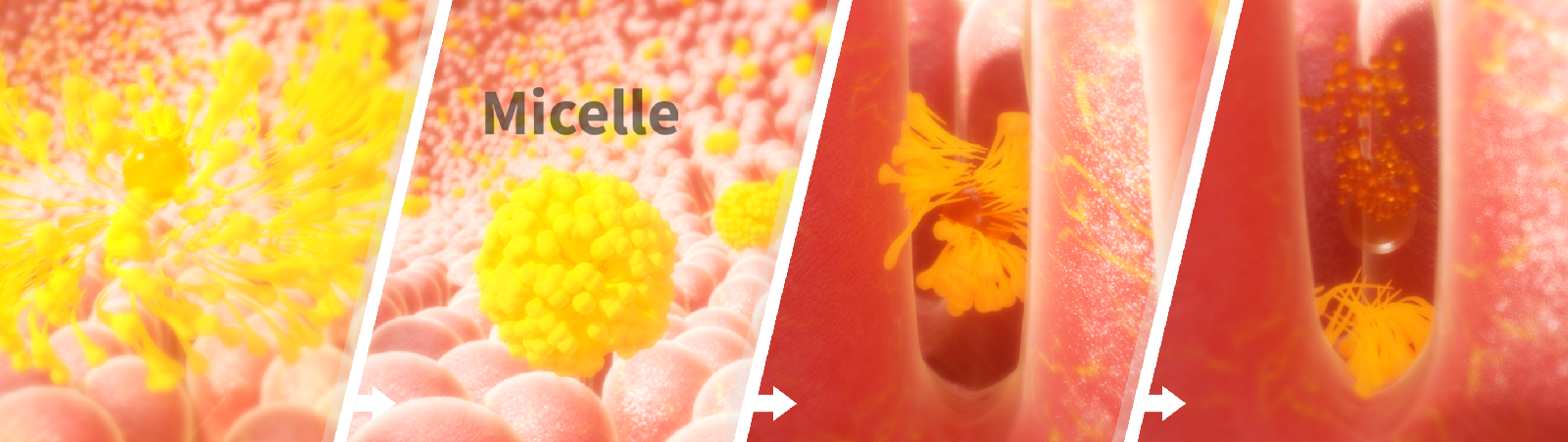 A micelle incorporating Q10 molecules and which subsequently are absorbed in the intestinal wall