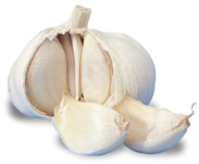 Garlic